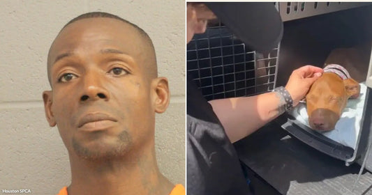 On the left, a man in an orange shirt poses against a gray wall; on the right, a person gently pets a resting brown dog inside an open kennel.