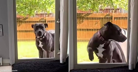 On the left, a black and white dog stands at a glass door looking inside; on the right, the same dog turns its head away, paw raised.