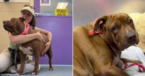 On the left, a young woman hugs a brown and white dog indoors; on the right, the same brown dog rests on a white blanket wearing a red collar.