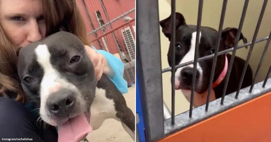 On the left, a woman with brown hair kisses a gray and white pit bull outdoors; on the right, the same dog peers through shelter kennel bars.