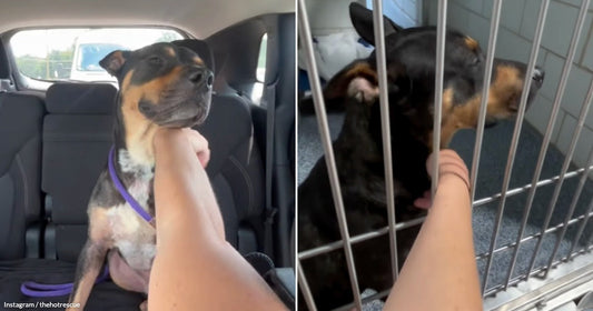 On the left, a black-and-tan dog sits in a car's back seat while a person's hand scratches its chin; on the right, the same dog rests in a kennel.