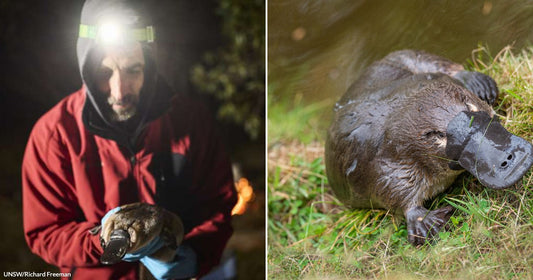 On the left, a bearded man in a red jacket and headlamp holds a platypus at night; on the right, a wet platypus rests on grass near water.