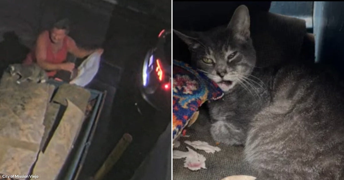 Side-by-side images show a man beside a dumpster at night and the injured gray cat found afterward.