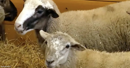 Two sheep rest on a bed of golden straw inside a wooden barn, with one looking curiously toward the camera.