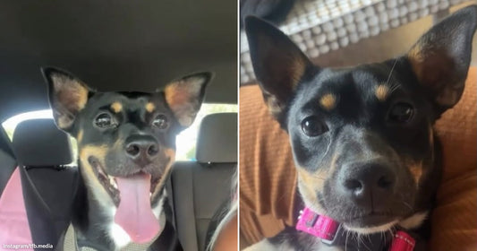On the left, a happy black and tan dog with tongue out sits in a car backseat; on the right, the same dog wearing a pink collar looks attentively at.