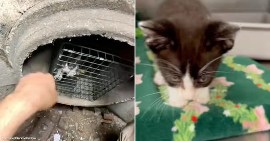 On the left, a hand reaches toward a small cat in a wire trap inside a concrete tunnel; on the right, a black-and-white kitten sits on a festive green cloth.