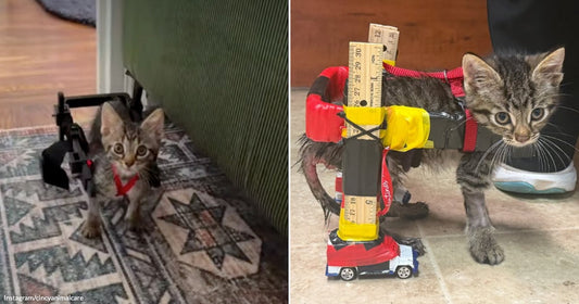 On the left, a tabby kitten with a small black wheelchair walks on a patterned rug; on the right, a wet tabby kitten wears a makeshift wheelchair built from rulers.