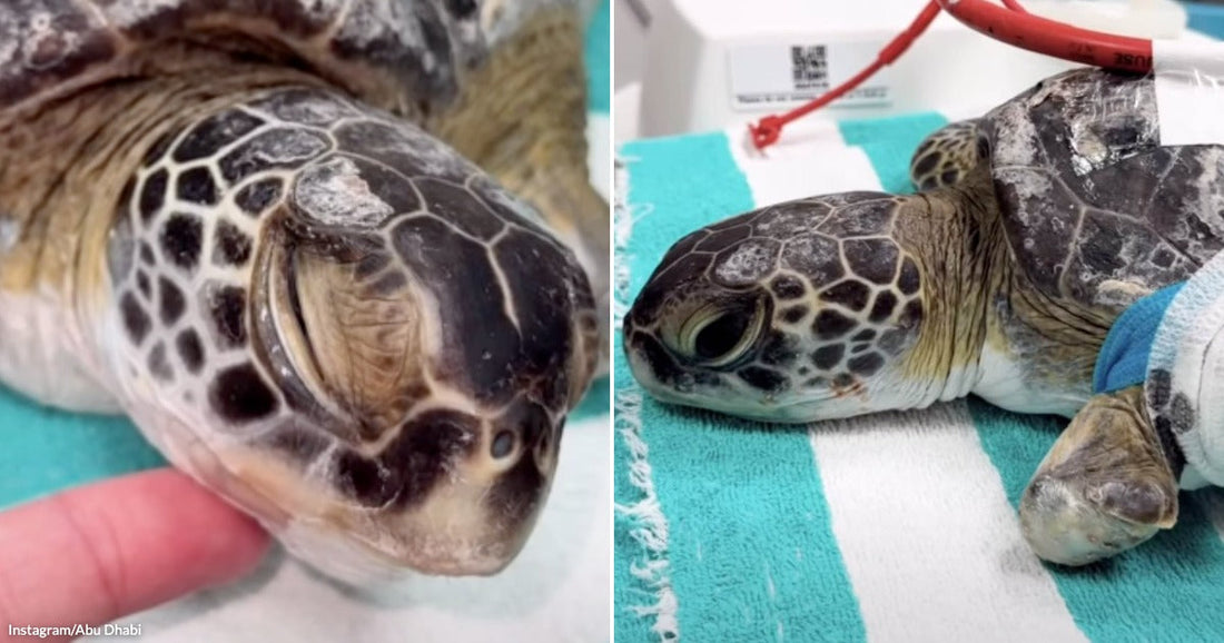 On the left, a close-up of a green sea turtle being gently held by a human hand on a striped towel; on the right, the same turtle receiving medical care.