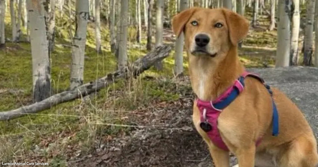 Billy Arrives at the Shelter Too Frightened to Lift Her Tail
