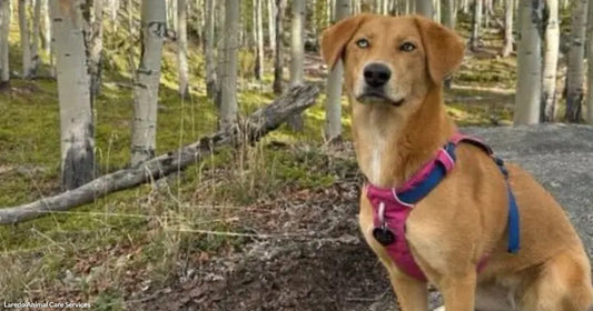 Billy Arrives at the Shelter Too Frightened to Lift Her Tail