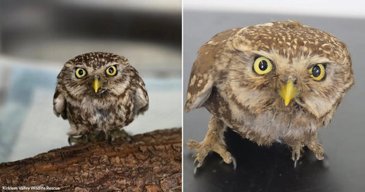 On the left, a small owl perches on a log staring forward; on the right, the same owl stands on a dark surface with wings slightly spread.