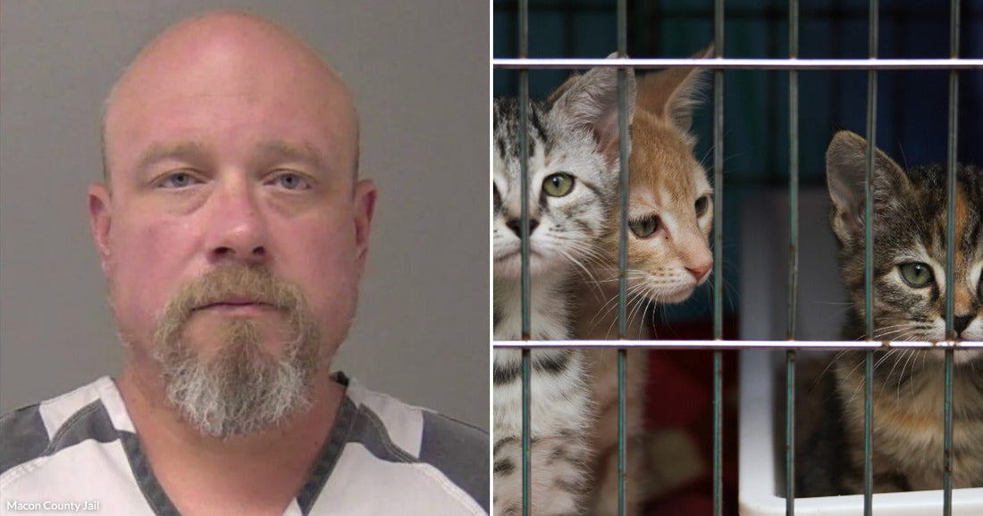 On the left, a bald middle-aged man with a goatee wearing a gray striped shirt; on the right, three kittens peering through metal cage bars.