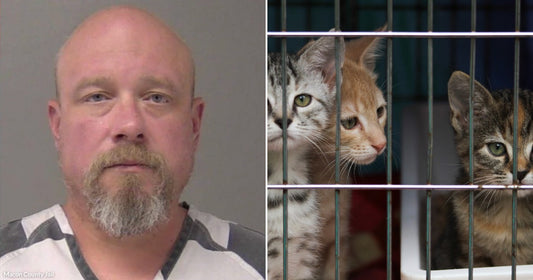 On the left, a bald middle-aged man with a goatee wearing a gray striped shirt; on the right, three kittens peering through metal cage bars.