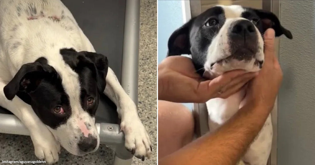 On the left, a black-and-white dog rests its chin on a metal chair rung indoors; on the right, a person's hands gently cup the same dog's face against a wall.