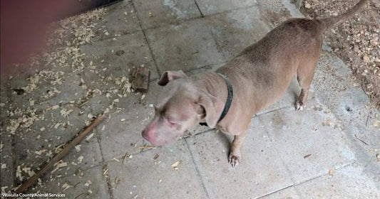 A muscular tan pit bull wearing a dark collar stands on a weathered stone patio scattered with wood shavings and dry leaves.