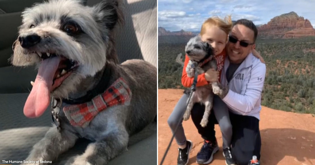 On the left, a scruffy gray dog rests on blankets in a car; on the right, a child and an adult man hold the same dog outdoors on red rocks.
