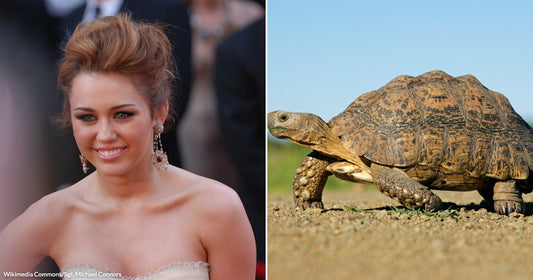 On the left, a young woman with an updo smiles at a formal event; on the right, a tortoise walks across dry, sandy ground outdoors.