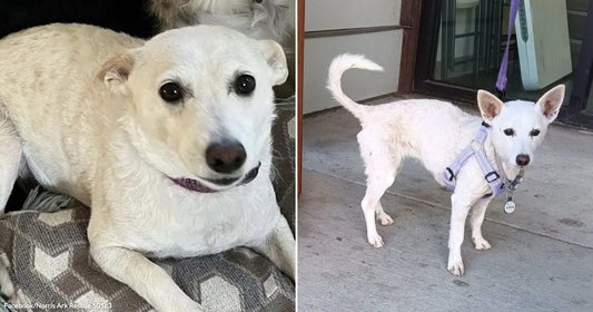 Left, a white dog with dark eyes sits on a patterned rug. Right, the dog, wearing a harness, stands on concrete., 