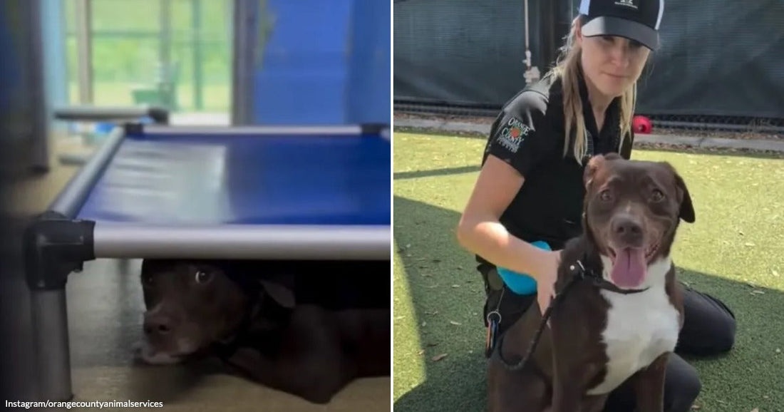 On the left, a dark brown dog peers out from under a blue elevated cot bed indoors; on the right, the same dog sits happily outdoors on turf with a.
