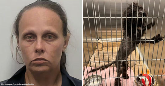 On the left, a woman with dark hair poses against a plain background; on the right, a small black curly-haired dog stands in a metal kennel cage.