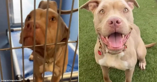 Family Moves Away and Leaves Dog Alone to Starve Inside an Empty Apartment