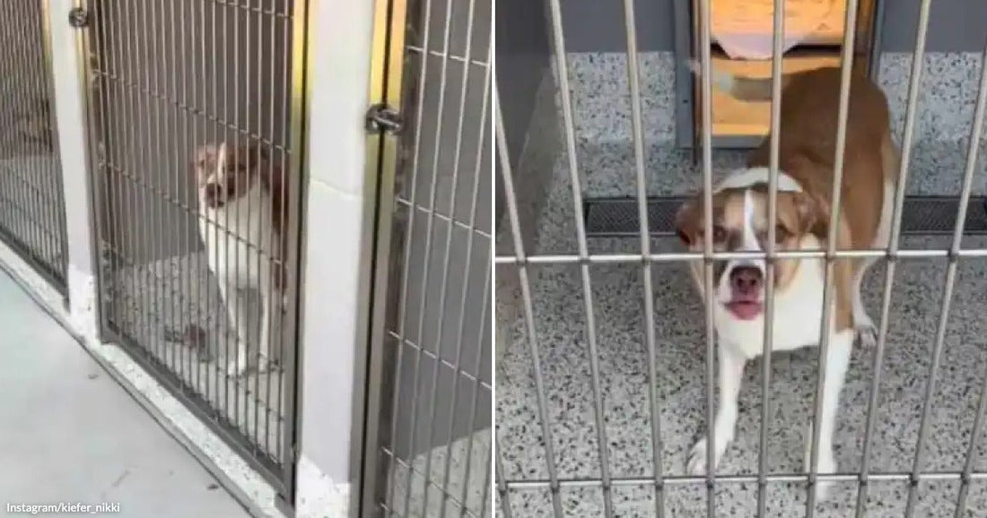On the left, a small brown and white dog sits quietly inside a shelter kennel behind metal bars; on the right, a larger brown and white dog stands alert in.