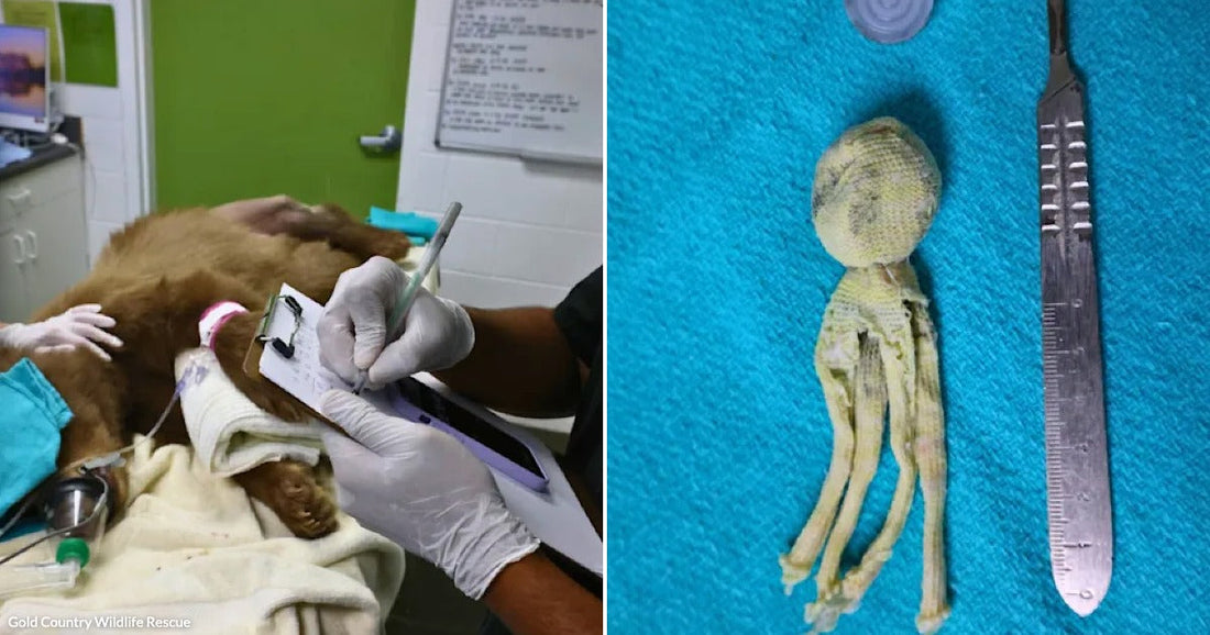 On the left, gloved hands tend to an anesthetized golden retriever on a veterinary exam table; on the right, a small retrieved fabric toy doll lies beside a surgical scalpel.