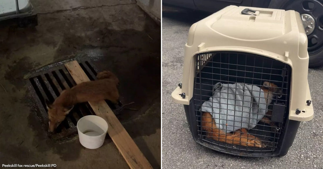 On the left, a small red-brown fox crouches over a floor drain grate in a dim basement; on the right, the same fox rests in a pet carrier beside a.