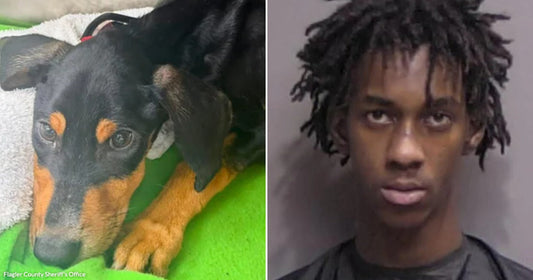 Split image showing an emaciated puppy on a blanket alongside a mugshot of a young man.