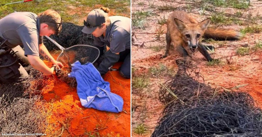On the left, two uniformed officers kneel on red sandy ground untangling a fox from netting; on the right, the freed fox crouches beside the discarded net.