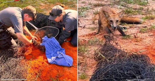 On the left, two uniformed officers kneel on red sandy ground untangling a fox from netting; on the right, the freed fox crouches beside the discarded net.