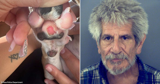 On the left, a small dog's injured paw is held open showing a wound; on the right, an older gray-haired man with a beard poses against a plain background.