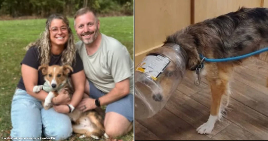 On the left, a smiling woman and man kneel outdoors on grass, holding a small tri-colored dog; on the right, the same dog stands indoors with a plastic container stuck.