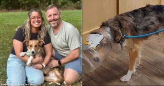 On the left, a smiling woman and man kneel outdoors on grass, holding a small tri-colored dog; on the right, the same dog stands indoors with a plastic container stuck.
