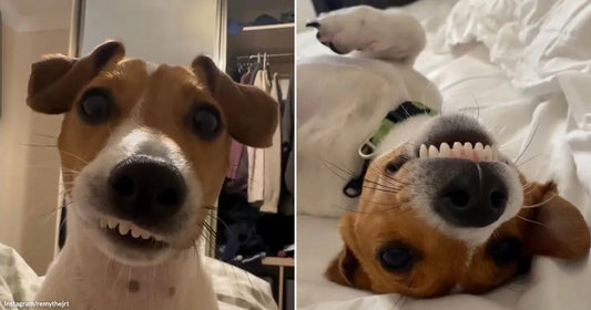 On the left, a wide-eyed Jack Russell Terrier grins at the camera in a bedroom; on the right, the same dog lies upside-down on white bedding, smiling broadly.