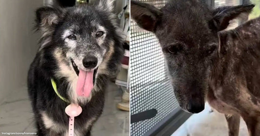 On the left, a fluffy black and grey senior dog with tongue out wears a green harness indoors; on the right, a mange-affected dog with patchy fur stands near a.