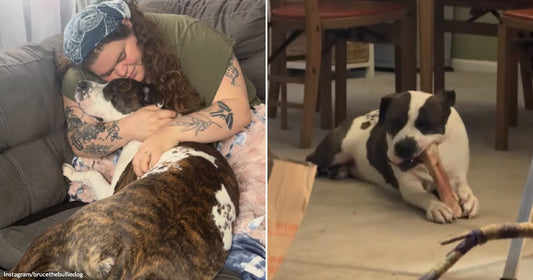  On the left, a tattooed woman with curly hair hugs a large brindle-and-white dog on a couch; on the right, a black-and-white puppy chews a bone on a floor near.