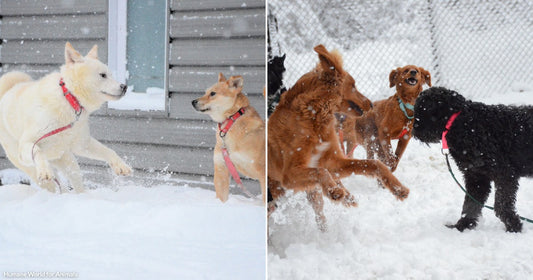 Split image: several dogs of different breeds play together in a snowy yard while a black curly-coated dog runs mid-stride with snow falling around it.