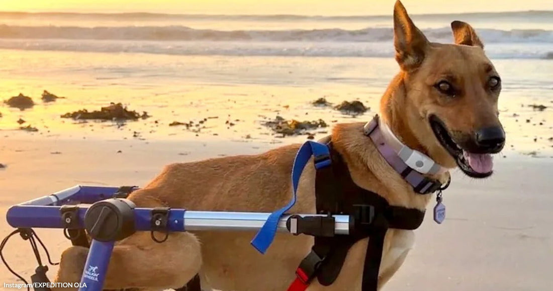 A happy German Shepherd dog wearing a mobility wheelchair harness stands on a beach at golden-hour sunset.