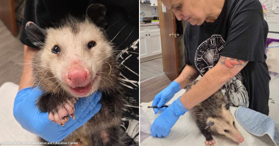 On the left, a Virginia opossum is held by blue-gloved hands indoors; on the right, a tattooed woman wearing blue gloves examines an opossum on a white surface.
