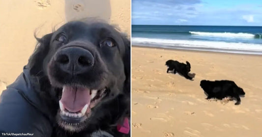 Side-by-side images show a happy black dog being hugged and two black dogs running together on a beach.