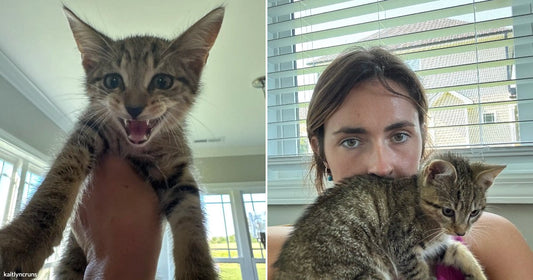 Side-by-side images show a vocal tabby kitten being held up and cuddled against the woman who rescued it.