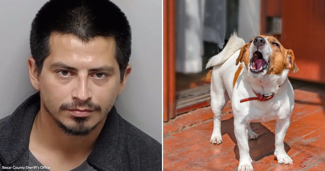 On the left, a man with short dark hair and a goatee poses against a gray background; on the right, a Jack Russell Terrier barks outdoors on a red tile.