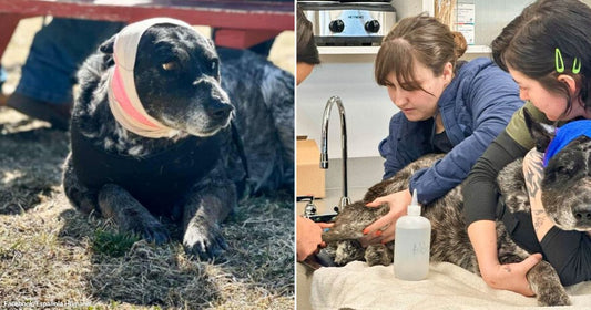 Split image: injured senior dog resting outdoors with head bandage, and veterinary team carefully treating the same dog during medical care.