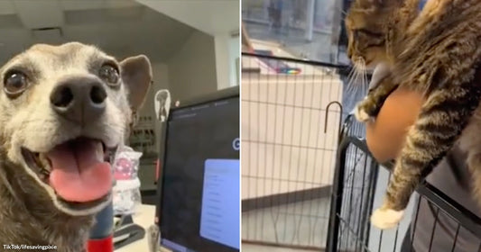 Small senior dog with gray fur smiling beside a computer monitor on a desk in an office setting. Tabby cat being held over a kennel gate inside an animal shelter, with cages visible in the background.