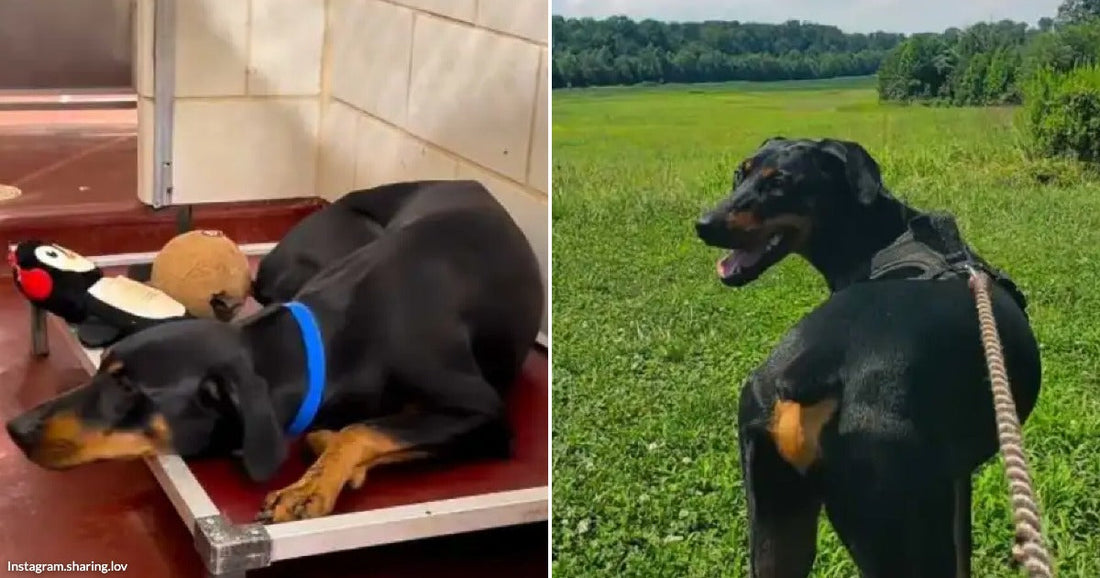 On the left, a black and tan Doberman curls up on a shelter cot with toys; on the right, the same dog stands alert on a leash in a sunny.