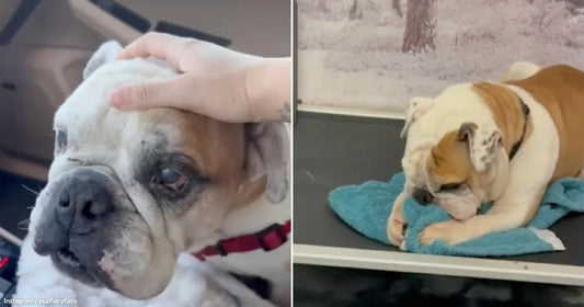 On the left, a white and tan English Bulldog wearing a red collar gets petted by a hand inside a vehicle; on the right, the same Bulldog rests on a.