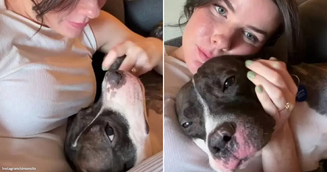 On the left, a dark-haired woman pets a brindle and white bulldog-type dog resting in her lap on a couch; on the right, the same woman cuddles the dog close.