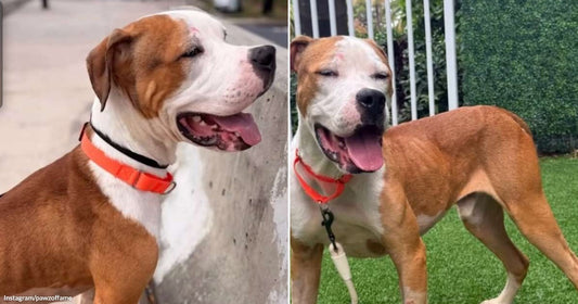 On the left, a brown and white dog with a red collar gazes upward outdoors; on the right, the same dog stands on grass, mouth open, appearing to smile happily.