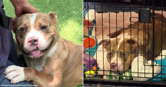  On the left, a brown and white pit bull smiles while being petted outdoors; on the right, the same dog lies in a crate surrounded by colorful toys.